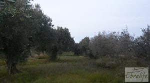 Huerta de olivos en Caspe. a buen precio con olivos autóctonos