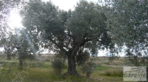 Huerta de olivos en Caspe. en oferta con huerta por 9.000€