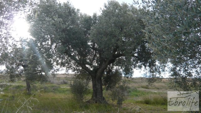 Huerta de olivos en Caspe.