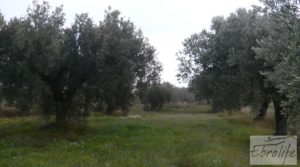 Huerta de olivos en Caspe. en oferta con olivos autóctonos por 9.000€
