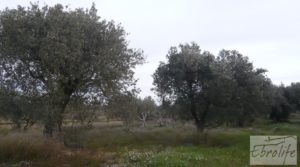 Vendemos Huerta de olivos en Caspe. con olivos autóctonos