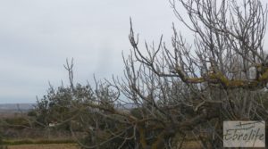 Se vende Huerta de olivos en Caspe. con olivos autóctonos