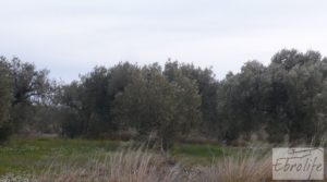 Huerta de olivos en Caspe. en oferta con olivos autóctonos