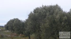 Foto de Huerta de olivos en Caspe. en venta con olivos autóctonos