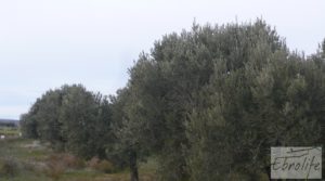 Foto de Huerta de olivos en Caspe. con huerta