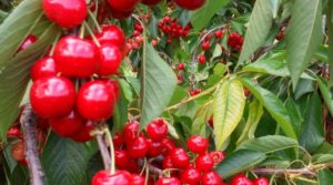 Plantación de cerezos en plena producción en Caspe. en venta con gran almacén por 380.000€