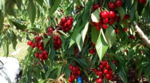 Plantación de cerezos en plena producción en Caspe. a buen precio con plena producción por 380.000€