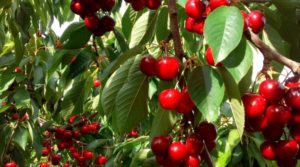 Plantación de cerezos en plena producción en Caspe. en venta con gran almacén