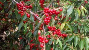 Foto de Plantación de cerezos en plena producción en Caspe. en venta con riego por goteo