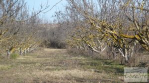 Foto de Finca en la huerta de Caspe con masía de piedra. en venta con acceso asfaltado por 19.000€