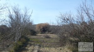 Se vende Finca en la huerta de Caspe con masía de piedra. con acceso asfaltado por 19.000€