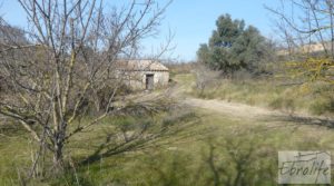 Foto de Finca en la huerta de Caspe con masía de piedra. en venta con ciruelos