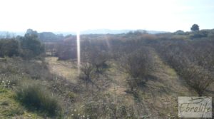 Se vende Finca en la huerta de Caspe con masía de piedra. con ciruelos por 19.000€