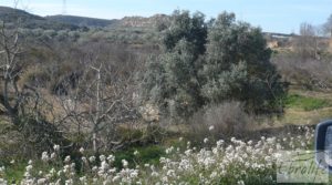 Foto de Finca en la huerta de Caspe con masía de piedra. con olivos por 19.000€