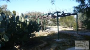 Casa de campo en Maella con finca de frutales y olivos a buen precio con olivos