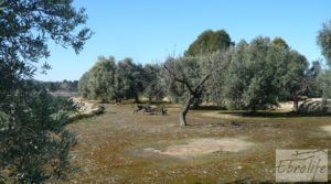 Foto de Casa de campo en Maella con finca de frutales y olivos con olivos