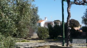 Casa de campo en Maella con finca de frutales y olivos para vender con olivos
