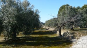 Detalle de Casa de campo en Maella con finca de frutales y olivos con olivos por 97.000€