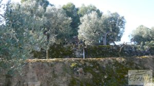 Foto de Casa de campo en Maella con finca de frutales y olivos con olivos