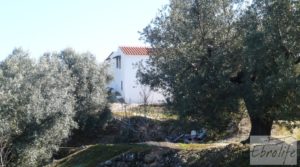 Vendemos Casa de campo en Maella con finca de frutales y olivos con arboles frutales por 97.000€