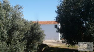 Foto de Casa de campo en Maella con finca de frutales y olivos con arboles frutales