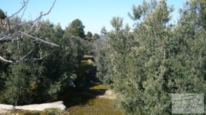 Se vende Casa de campo en Maella con finca de frutales y olivos con arboles frutales