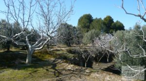 Casa de campo en Maella con finca de frutales y olivos en venta con arboles frutales