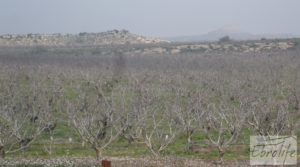 Se vende Plantación de cerezos en plena producción en Caspe. con gran almacén