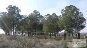 Vendemos Plantación de cerezos en plena producción en Caspe. con plena producción por 380.000€