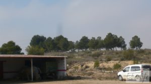 Vendemos Plantación de cerezos en plena producción en Caspe. con plena producción