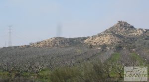 Plantación de cerezos en plena producción en Caspe. para vender con riego por goteo