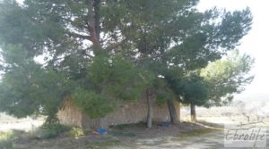 Plantación de cerezos en plena producción en Caspe. para vender con riego por goteo