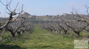 Detalle de Plantación de cerezos en plena producción en Caspe. con riego por goteo por 380.000€