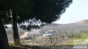 Plantación de cerezos en plena producción en Caspe. en oferta con plena producción por 380.000€