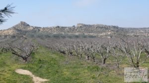 Foto de Plantación de cerezos en plena producción en Caspe. con gran almacén por 380.000€