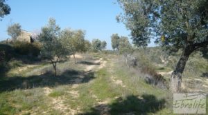 Finca ecológica de regadío legal en Batea. para vender con regadío