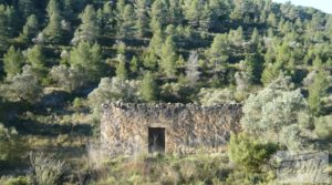 Se vende Finca de olivos y bosque en Arens de Lledo. con buen acceso por 29.000€