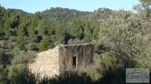 Detalle de Finca de olivos y bosque en Arens de Lledo. con buen acceso