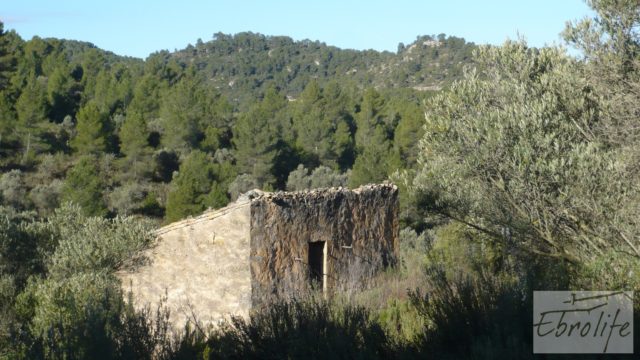 Finca de olivos y bosque en Arens de Lledo.