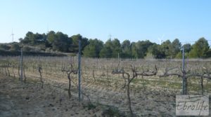 Finca de viñedos en espaldera en Batea en venta con finca por 15.000€