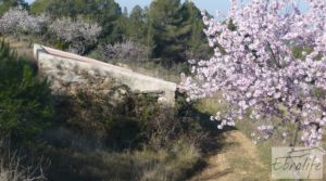 Finca con masía de piedra en Caseres para vender con cultivo ecoloógico