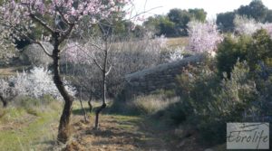 Foto de Finca con masía de piedra en Caseres con cultivo ecoloógico