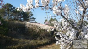 Vendemos Finca con masía de piedra en Caseres con cultivo ecoloógico