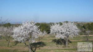 Foto de Finca con masía de piedra en Caseres con cultivo ecoloógico por 19.000€