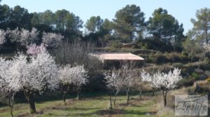 Se vende Finca con masía de piedra en Caseres con cultivo ecoloógico por 19.000€