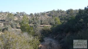 Foto de Finca de olivos con masía de piedra en Fabara con variedad tradicional de gran calidad por 18.000€