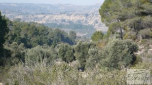 Foto de Finca de olivos con masía de piedra en Fabara en venta con variedad tradicional de gran calidad