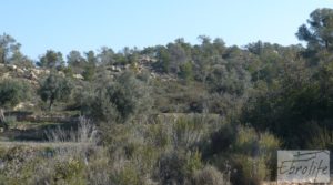 Finca de olivos con masía de piedra en Fabara para vender con variedad tradicional de gran calidad