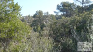 Foto de Finca de olivos con masía de piedra en Fabara en venta con variedad tradicional de gran calidad por 18.000€