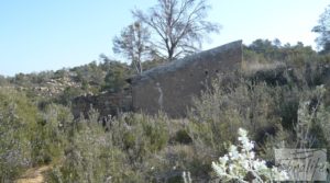 Detalle de Finca de olivos con masía de piedra en Fabara con variedad tradicional de gran calidad por 18.000€